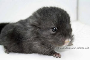 Chinchilla For Sale >> Chinchilla For Sale Chinchilla For Sale >> Chinchilla For Sale