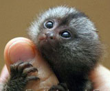 micro monkey for sale