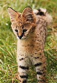 Serval kitten