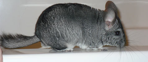 Chinchilla for Sale