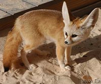 fennec fox pet cost