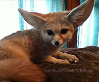 Foxes For Sale, Frazier Farms Exotics