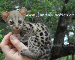 Genets For Sale