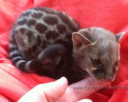 Genets for sale
