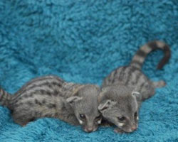 genet cat price