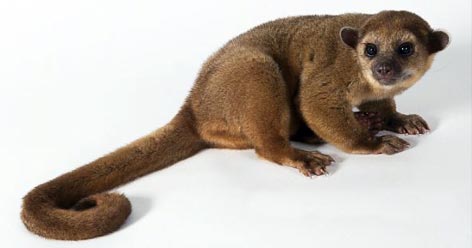 kinkajou