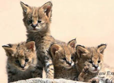 Serval Kittens