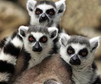 lemur for sale uk