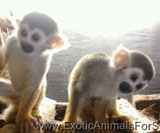 tamarin monkey for sale