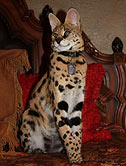 black serval for sale