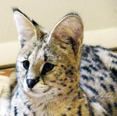 black serval for sale