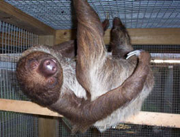Sloths For Sale