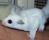 Sugar Glider For Sale - petfinder