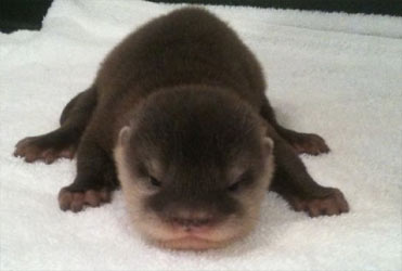 Can You Own An Otter In Florida Asian Small Clawed Otters For Sale