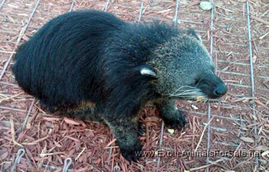 Binturong