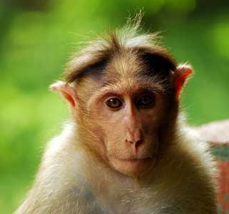 Bonnet Macaque For Sale