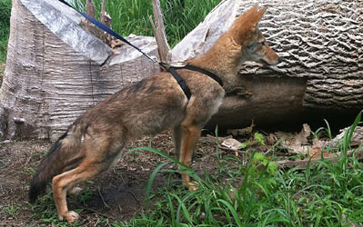 Coyotes For Sale