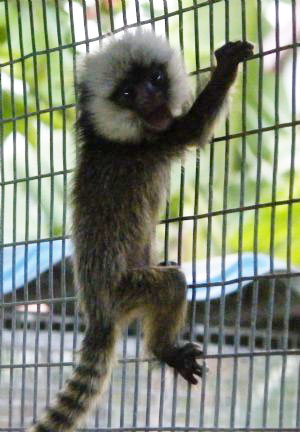 marmoset finger monkey for sale