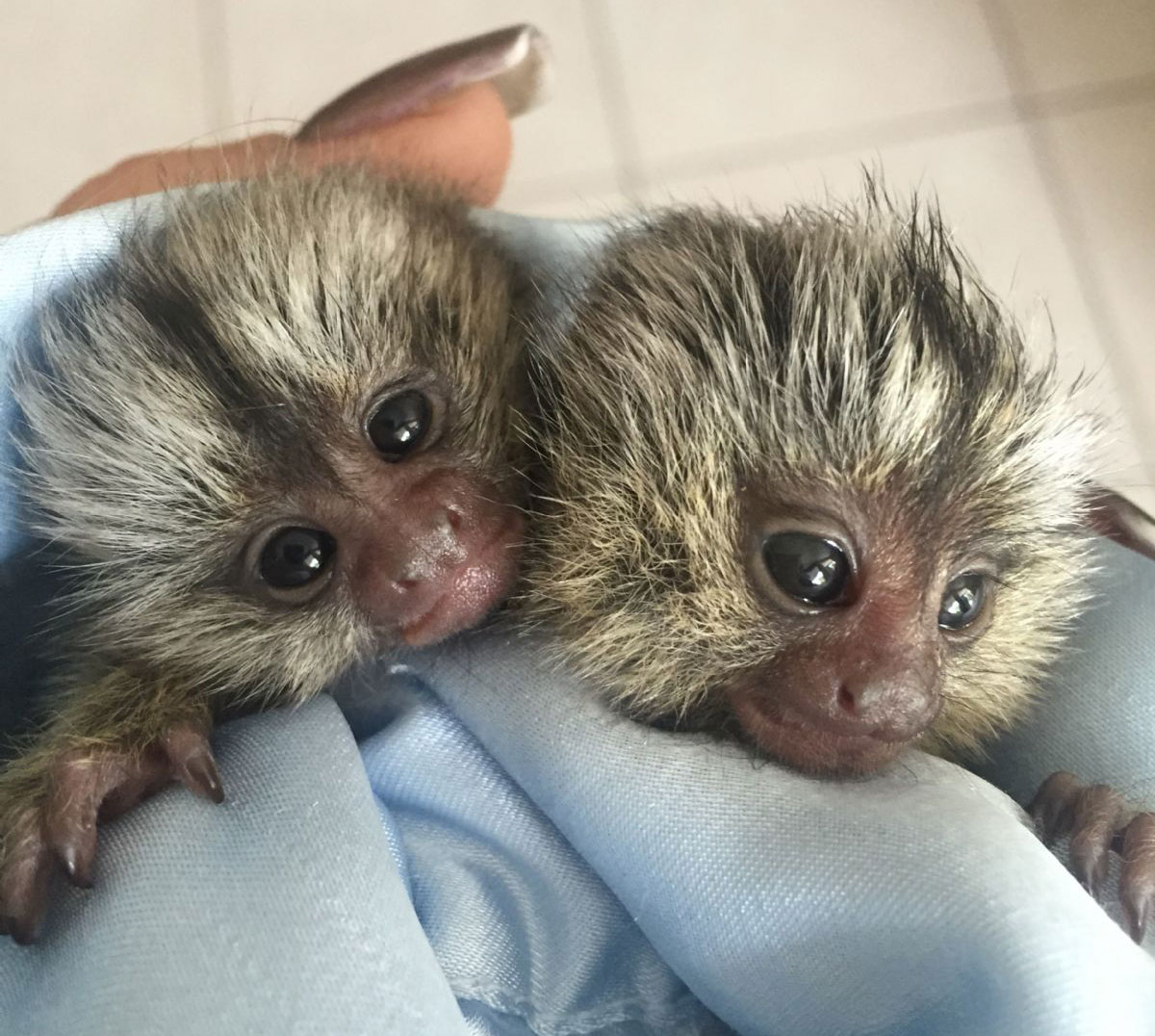 monkeys for sale in texas 2021 - Tall Webzine Image Archive