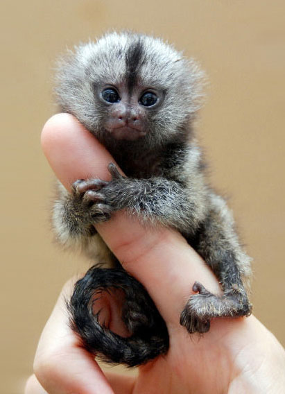 thumb sized monkey