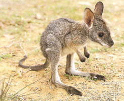 Kangaroos For Sale Kangaroos For Sale
