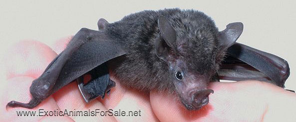 Bats For Sale