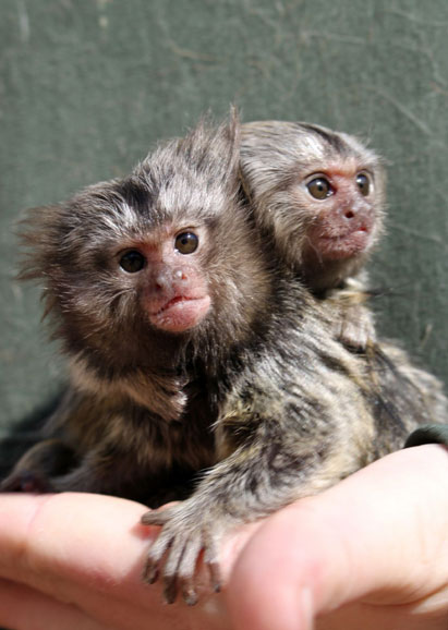 marmoset finger monkey for sale