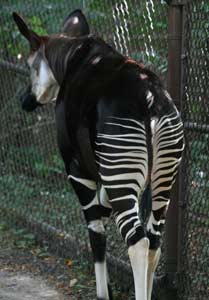 Okapi