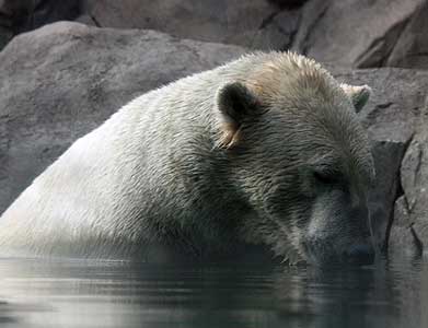 Polar Bear