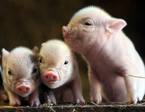 mini pigs for sale near me craigslist