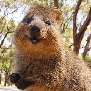 Quokka for sale