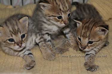 59 Best Photos Exotic House Cats Savannah : Lela Serval Kittens For Sale Exotic Kittens House