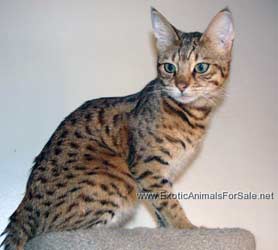 savannah cat f4 for sale