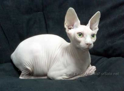 sphynx for sale