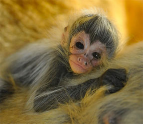 spider monkey baby monkeys pet cute zooborns animals zoo 2010 exoticanimalsforsale