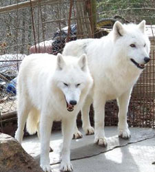 timber wolf hybrid