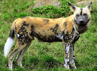 African Wild Dogs For Sale