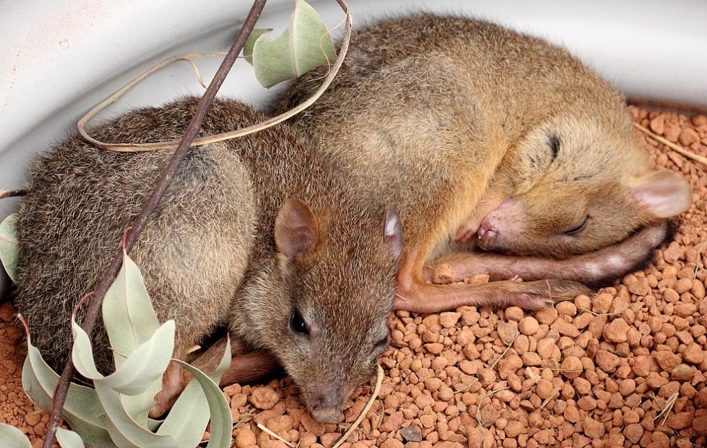 Bettongs as Pets