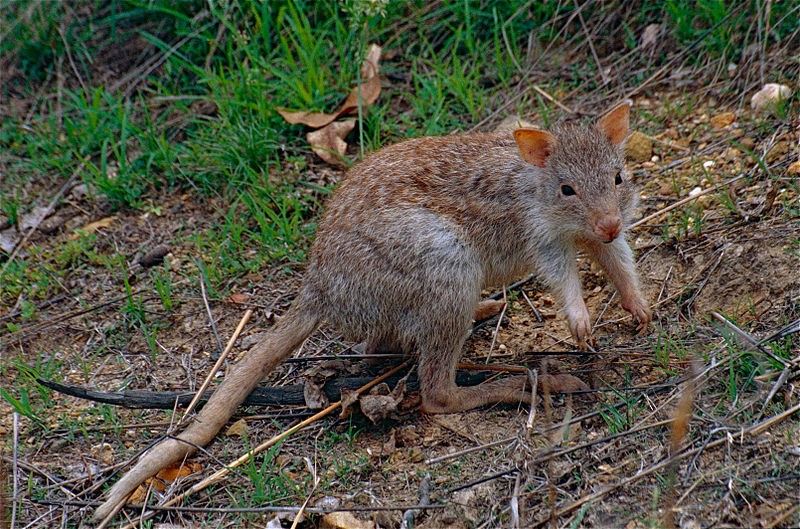 Buying a Bettong