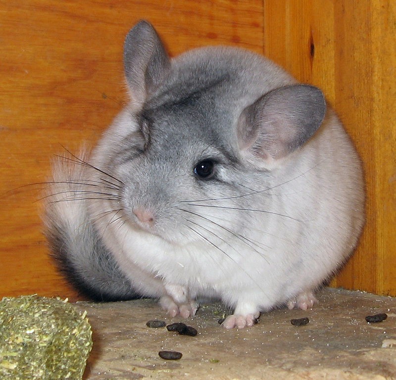 Chinchilla