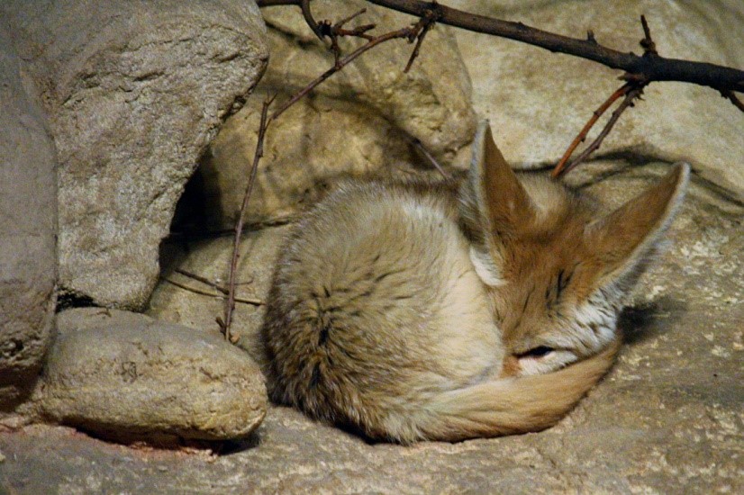 Fennec Fox