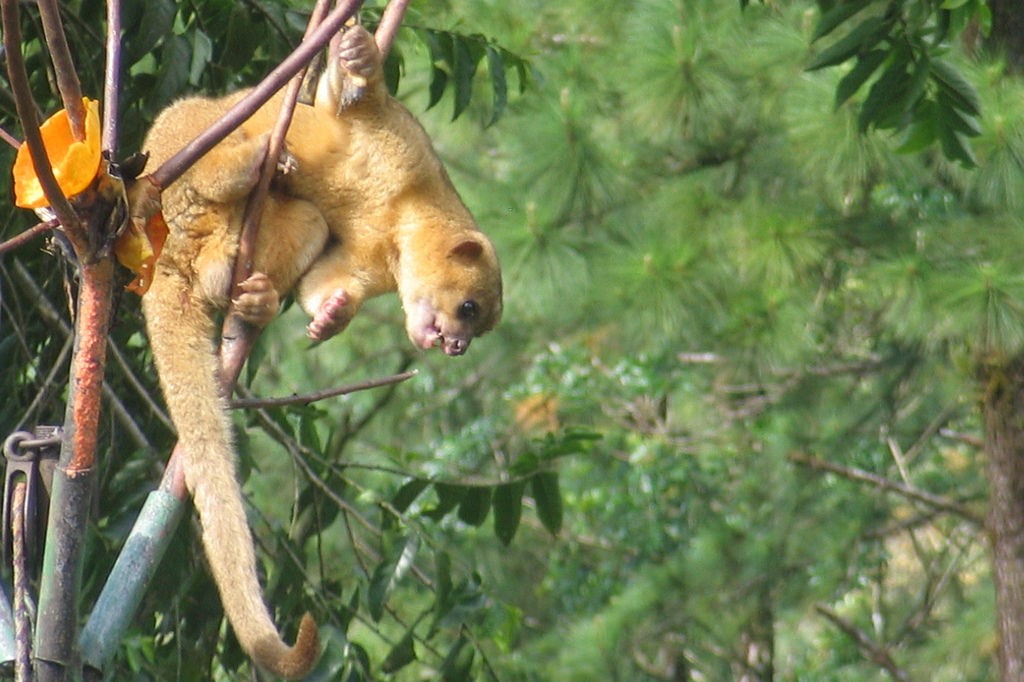 Pet Kinkajou