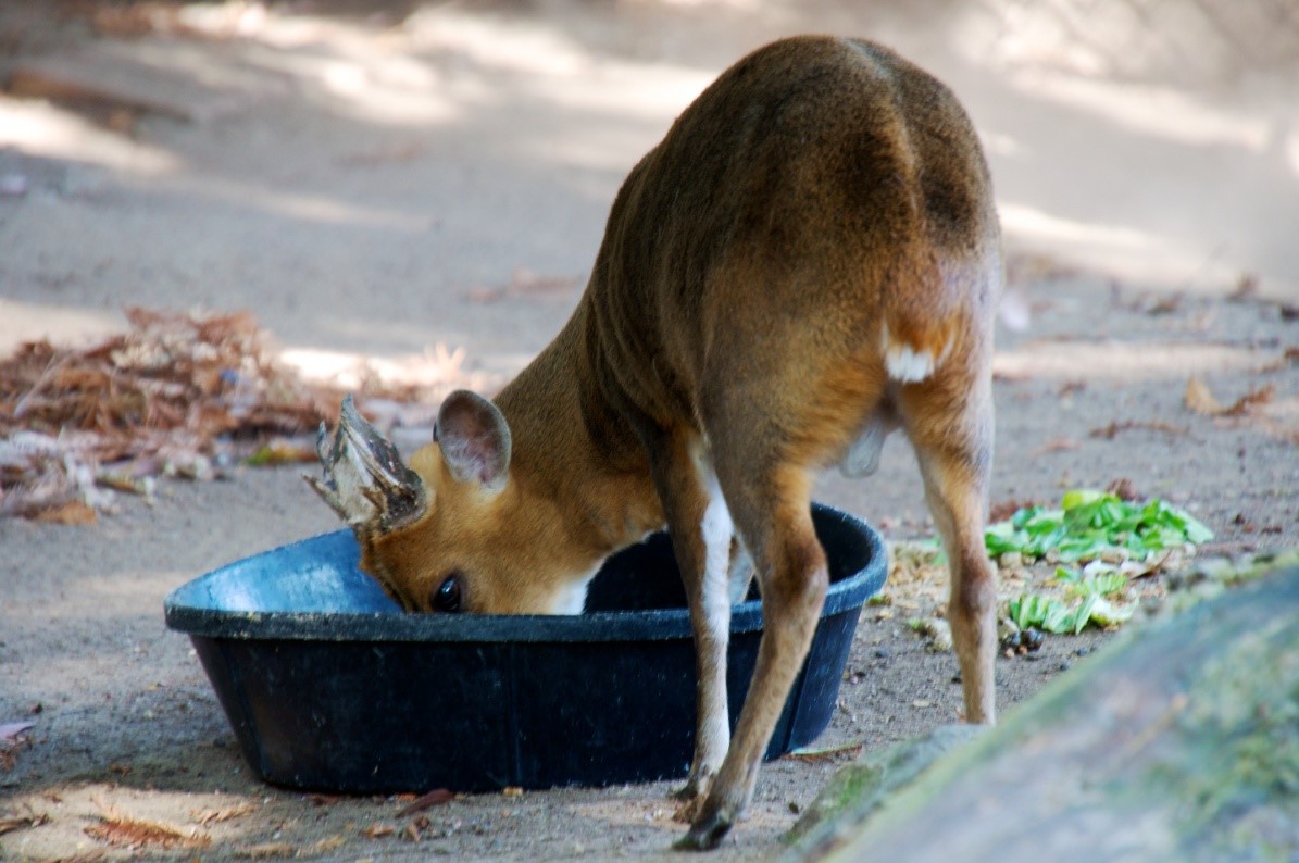 Muntjac Deer