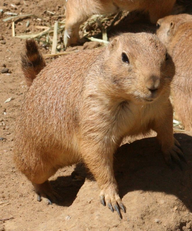 do prairie dogs make noise