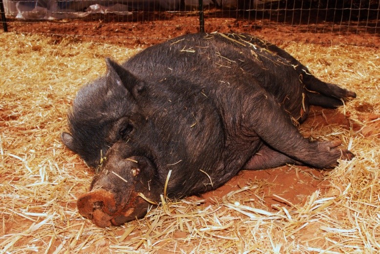 Pot-Bellied Pig