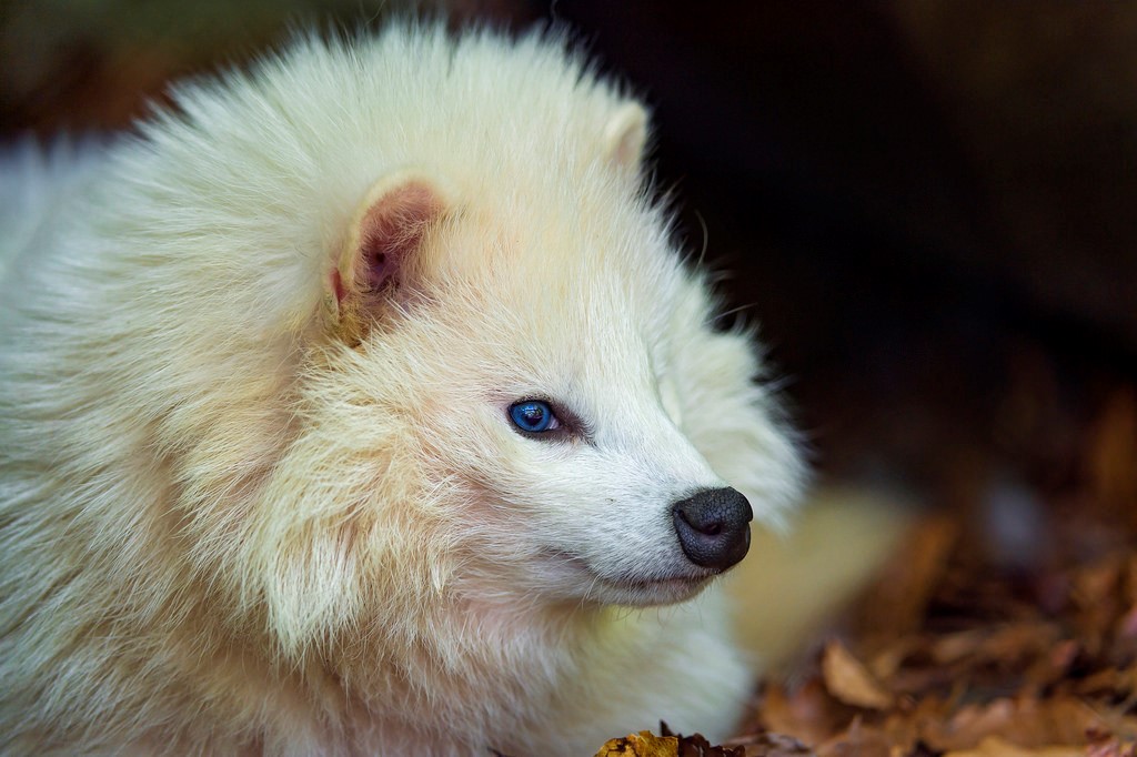 Raccoon Dogs