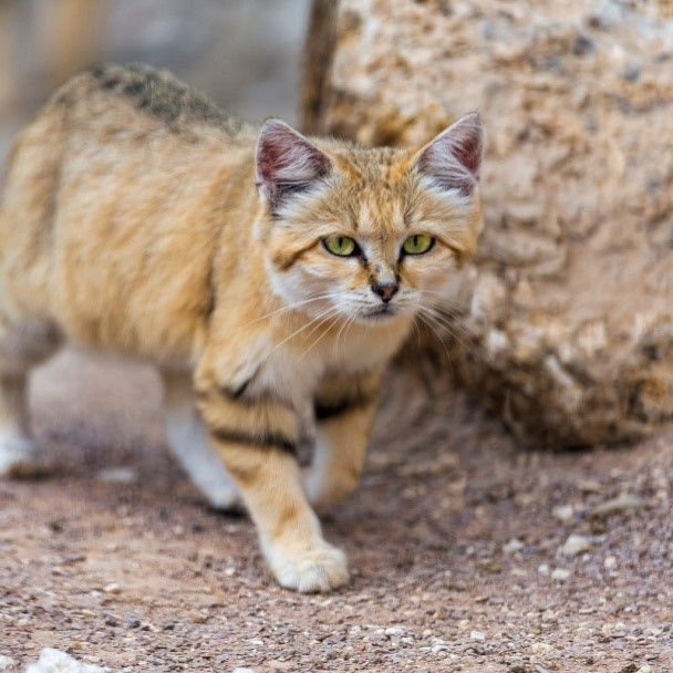 Keeping Sand Cats as Pets