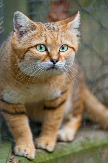 Keeping Sand Cats as Pets