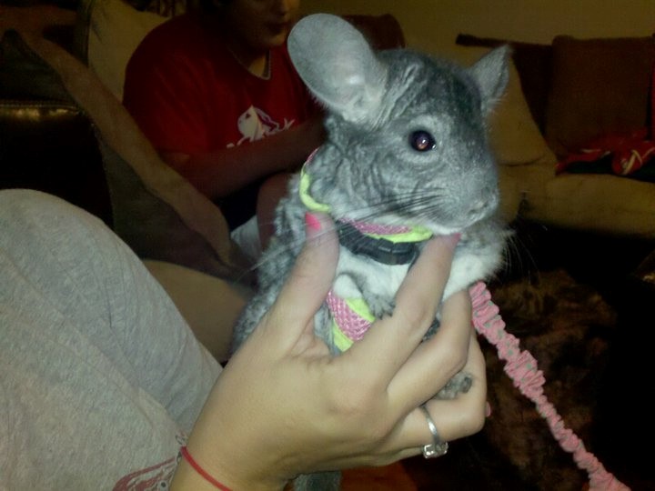 Pet chinchilla