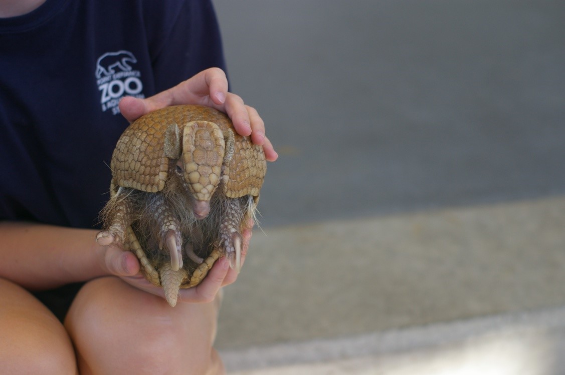 Armadillo Pet